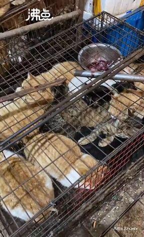 屠宰最新爆料视频,屠宰场内幕惊人曝光！  第3张